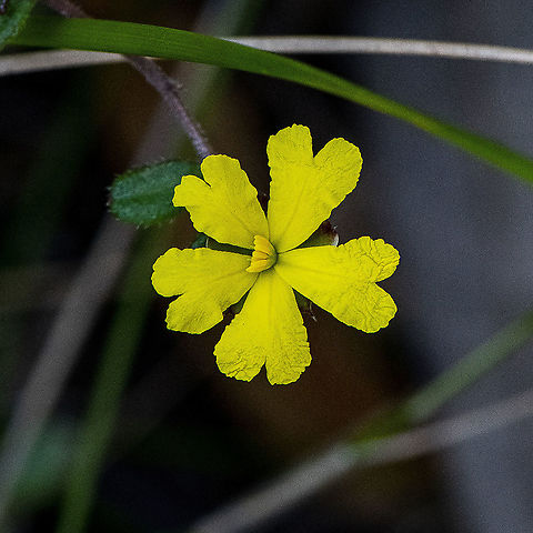 Brown Guinea Flower - Hibbertia Rufa  Australia,Brown guinea flower,Geotagged,Hibbertia rufa,Spring