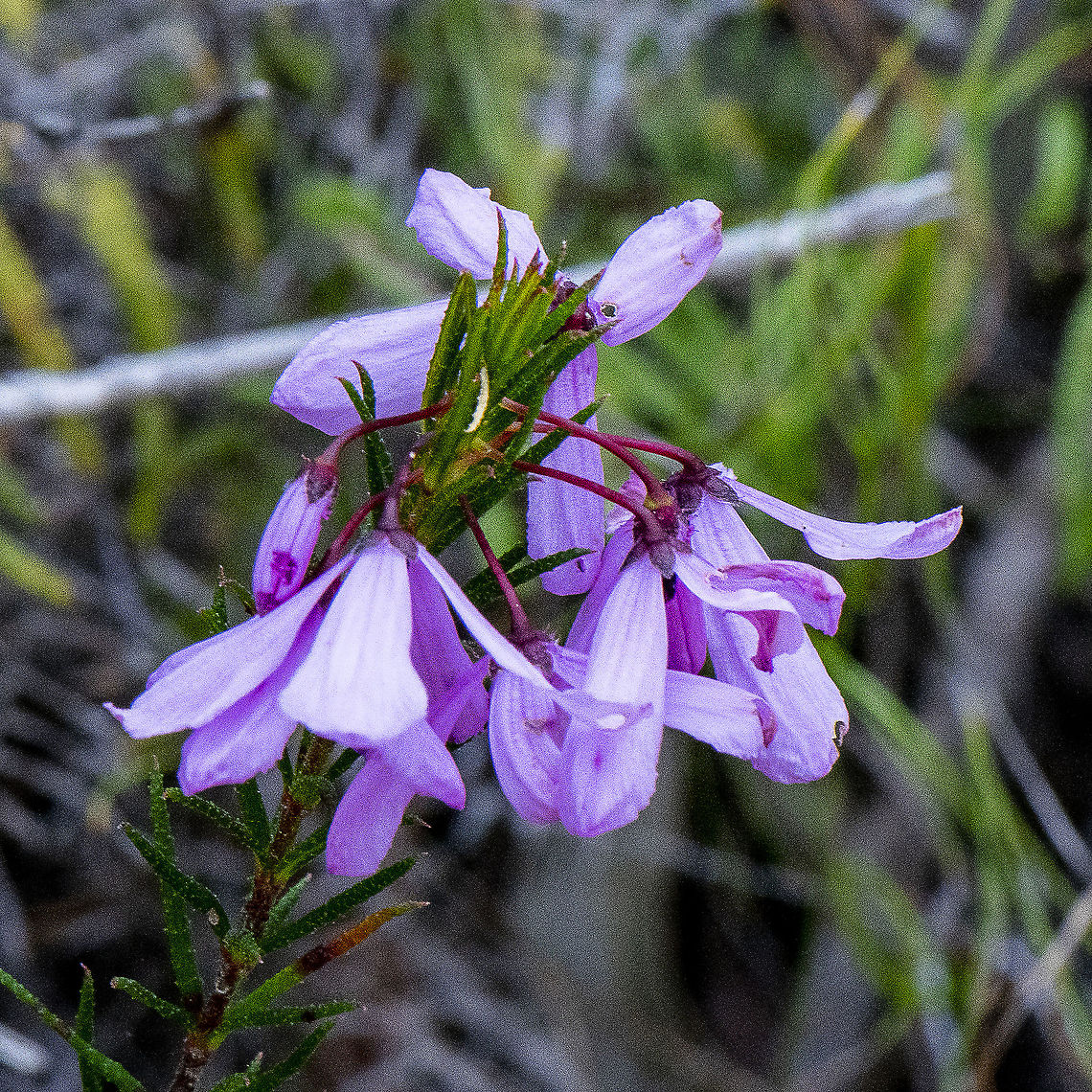 Black-eyed susan - Tetratheca rupicola  Australia,Geotagged,Spring,Tetratheca rupicola