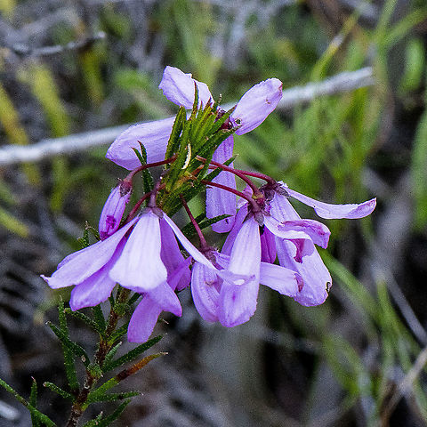 Black-eyed susan - Tetratheca rupicola  Australia,Geotagged,Spring,Tetratheca rupicola