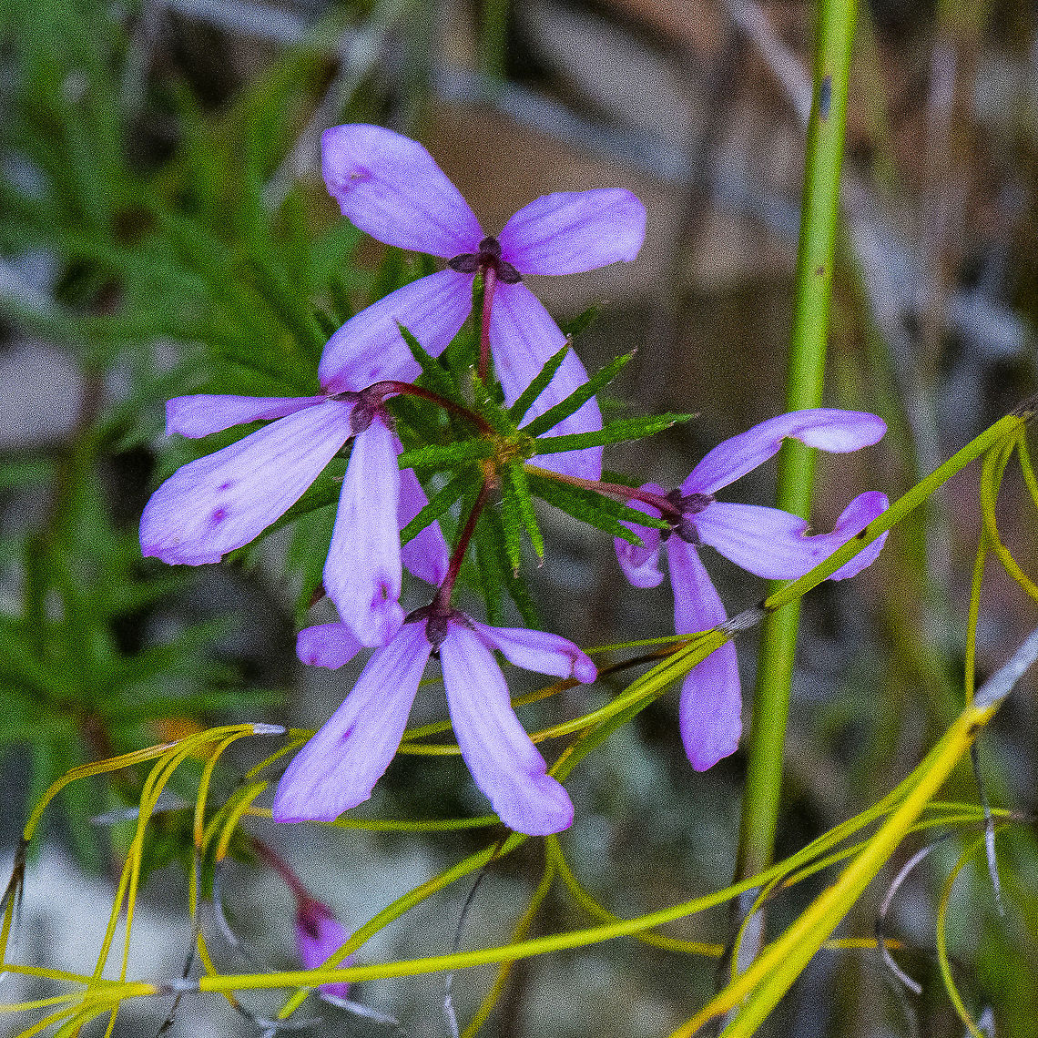 Black-eyed Susan - Tetratheca rupicola  Australia,Black-eyed Susan,Geotagged,Rudbeckia hirta,Spring,Tetratheca rupicola
