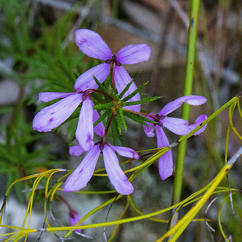 Black-eyed Susan - Tetratheca rupicola  Australia,Black-eyed Susan,Geotagged,Rudbeckia hirta,Spring,Tetratheca rupicola