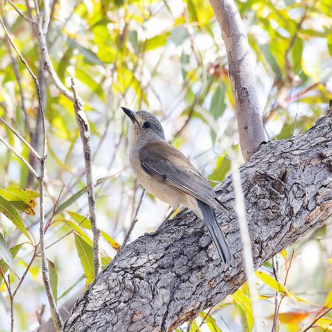 Grey shrike thrush  Australia,Colluricincla harmonica,Geotagged,Grey shrike-thrush,Spring