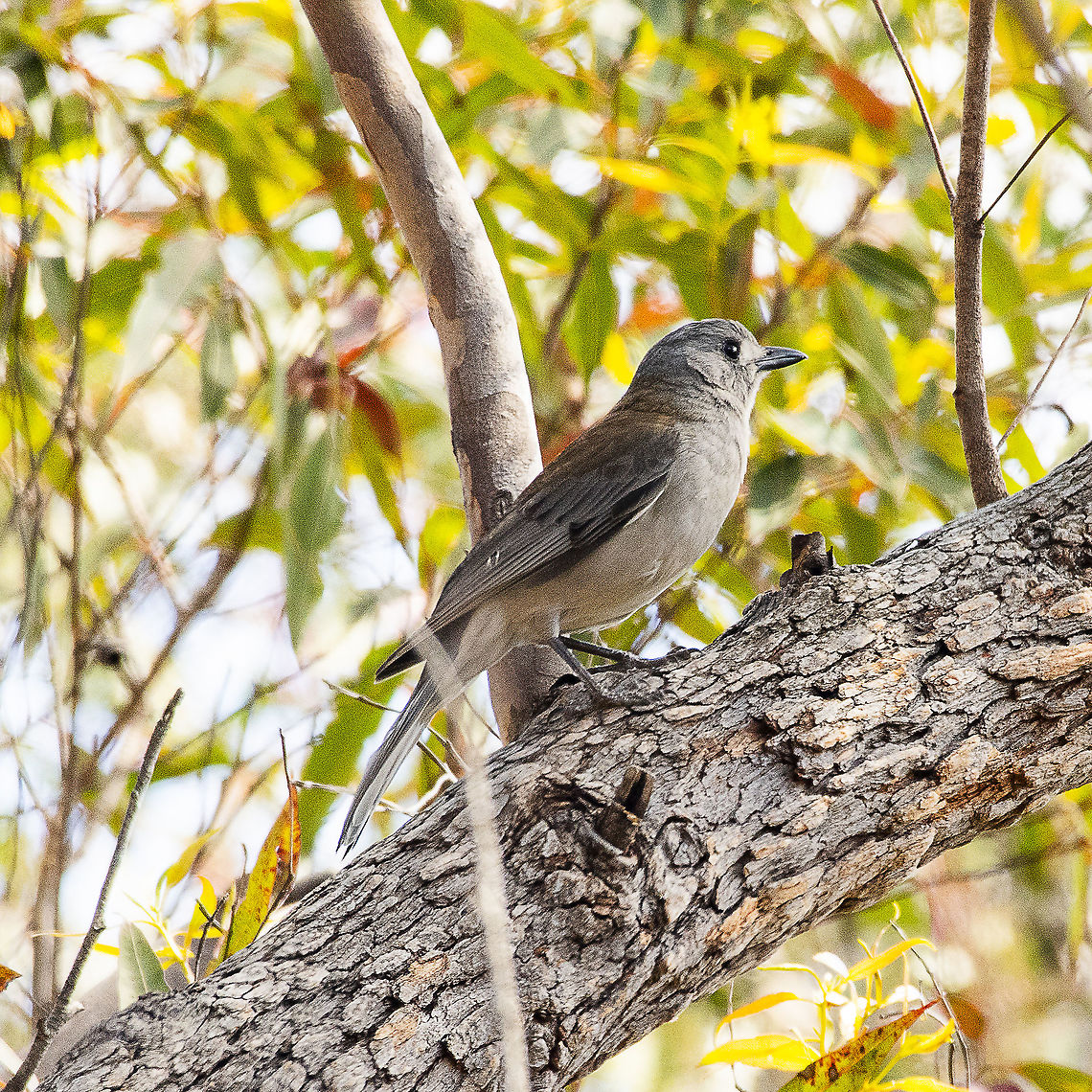 Grey Shrike Thrush  Australia,Colluricincla harmonica,Geotagged,Grey shrike-thrush,Spring
