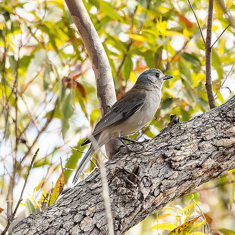 Grey Shrike Thrush  Australia,Colluricincla harmonica,Geotagged,Grey shrike-thrush,Spring