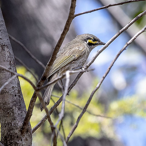 Yellow faced Honeyeater  Australia,Caligavis chrysops,Geotagged,Spring,Yellow-faced honeyeater