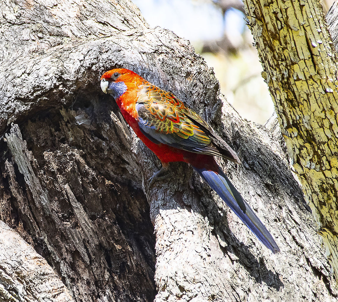 Colourful Crimson Rosella  Australia,Crimson rosella,Geotagged,Platycercus elegans,Spring