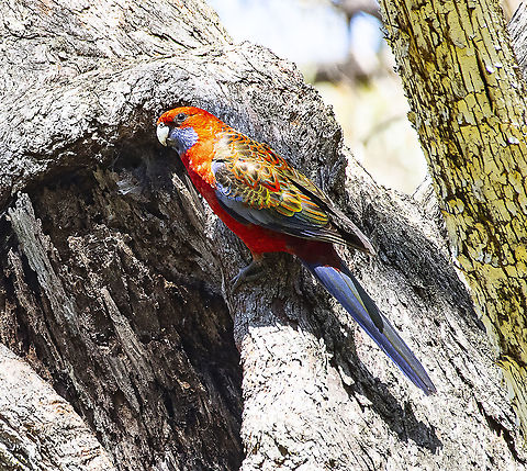 Colourful Crimson Rosella  Australia,Crimson rosella,Geotagged,Platycercus elegans,Spring