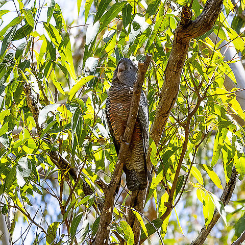 Gang-gang Cockatoo - Female  Australia,Callocephalon fimbriatum,Gang-gang cockatoo,Geotagged,Spring