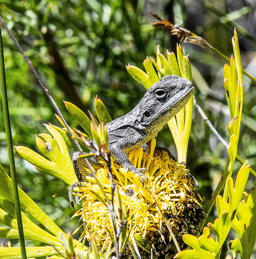 Mountain Heath Dragon  Australia,Geotagged,Mountain Heath Dragon,Rankinia,Spring