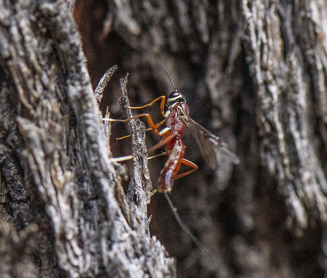 Ichneumon Wasp - Enicospilus skeltonii  Australia,Enicospilus skeltonii,Geotagged,Spring