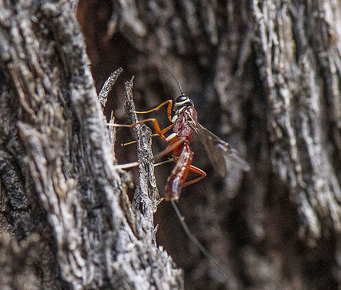 Ichneumon Wasp - Enicospilus skeltonii  Australia,Enicospilus skeltonii,Geotagged,Spring
