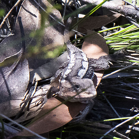 Mountain heath dragon  Australia,Geotagged,Mountain Heath Dragon,Rankinia,Spring