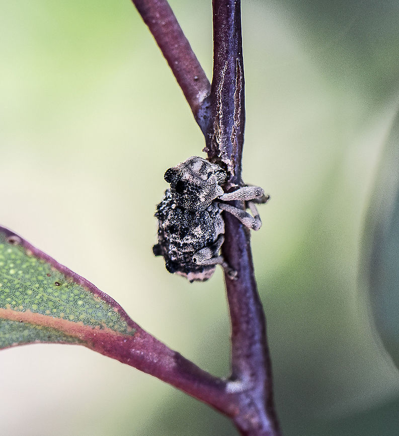 A Weevil - Orthorhinus genus This little creature wouldn&#039;t move so I couldn&#039;t get a more suitable shot. Australia,Elephant Weevil,Geotagged,Orthorhinus cylindrirostris,Spring