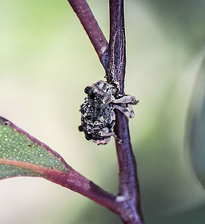 A Weevil - Orthorhinus genus This little creature wouldn't move so I couldn't get a more suitable shot. Australia,Elephant Weevil,Geotagged,Orthorhinus cylindrirostris,Spring