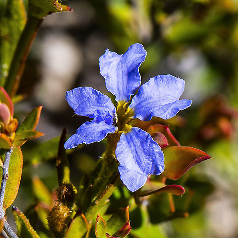 Blue dampiera - Dampiera Stricta  Australia,Blue Dampiera,Dampiera stricta,Geotagged,Spring