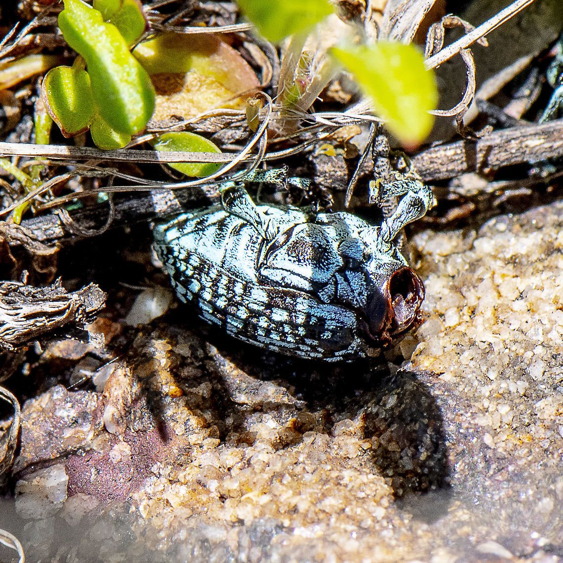 Botany Bay Weevil - After a hard day  Australia,Botany Bay Diamond Weevil,Chrysolopus spectabilis,Geotagged,Spring