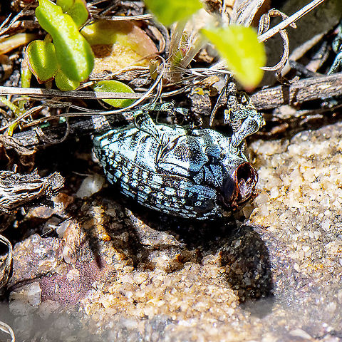 Botany Bay Weevil - After a hard day  Australia,Botany Bay Diamond Weevil,Chrysolopus spectabilis,Geotagged,Spring
