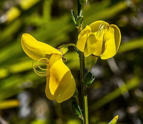 Broom - A priority state weed Sparse, tiny grey-green leaves with three leaflets; older plants may be almost leafless.

Large numbers of bright yellow pea flowers, either single or in pairs, along the stems in spring.
Flat, green seed pods turn black, producing huge numbers of hard brown shiny seeds, believed to survive seventy years or more in the soil. Australia,Cytisus scoparius,Geotagged,Spring