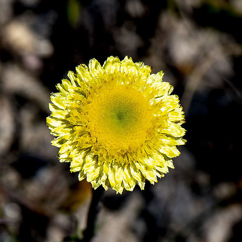 Button Everlasting - Coronidium Scorpiodes  Australia,Coronidium Scorpiodes,Coronidium scorpioides,Geotagged,Spring