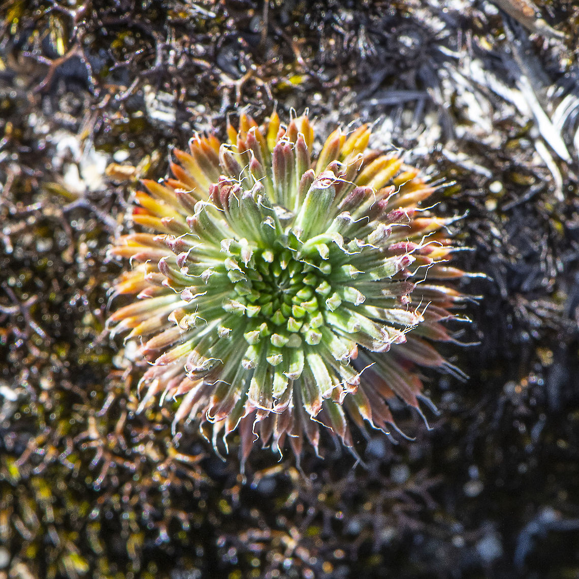 Unknown on Moss Button sized plant sitting on brown moss Australia,Geotagged,Spring