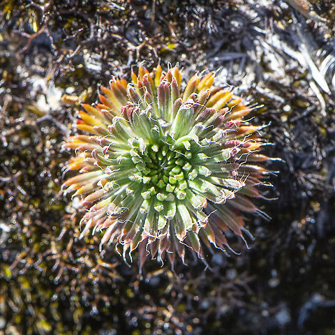 Unknown on Moss Button sized plant sitting on brown moss Australia,Geotagged,Spring