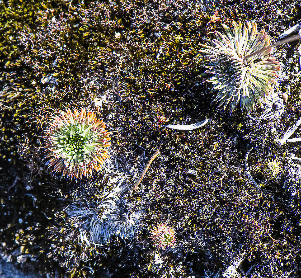 Unknown Group on Brown Moss  Australia,Geotagged,Spring