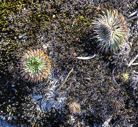 Unknown Group on Brown Moss  Australia,Geotagged,Spring