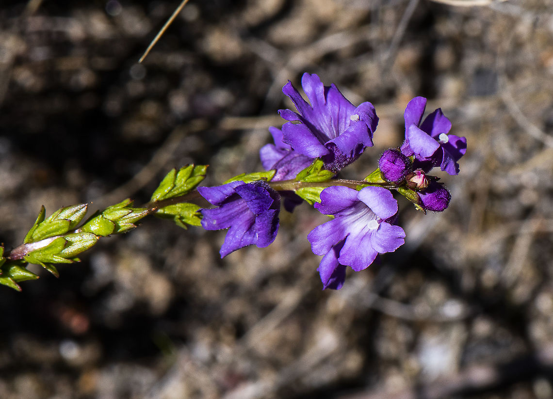 Euphrasia collina  Australia,Euphrasia collina,Fall,Geotagged,Spring