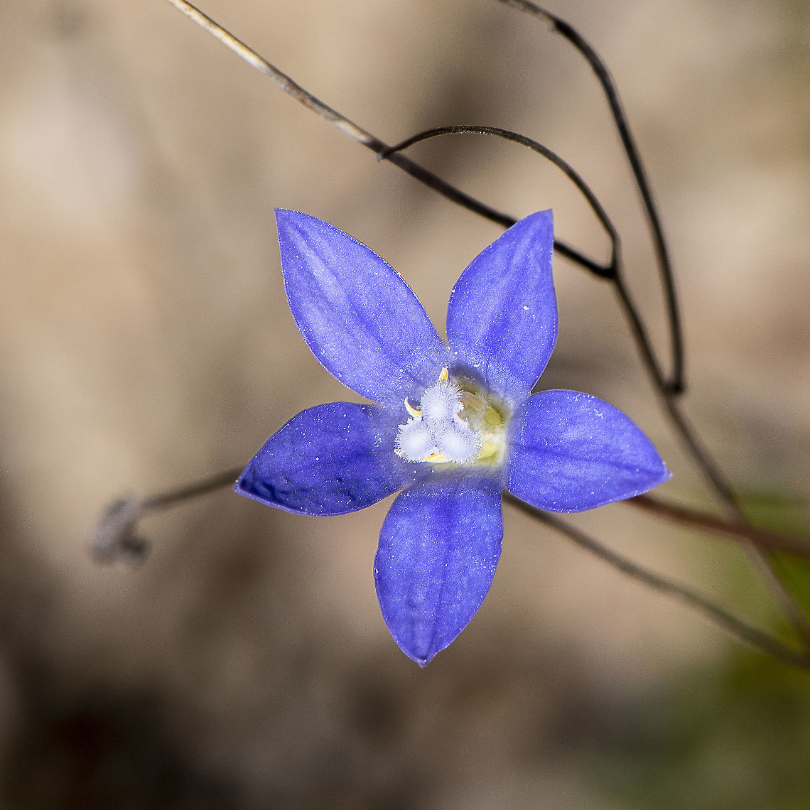 Delicate - Wahlenbergia gloriosa  Australia,Cortinarius caperatus,Fall,Geotagged,Gypsy mushroom,Royal bluebell,Spring,Wahlenbergia gloriosa