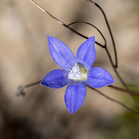 Delicate - Wahlenbergia gloriosa  Australia,Cortinarius caperatus,Fall,Geotagged,Gypsy mushroom,Royal bluebell,Spring,Wahlenbergia gloriosa