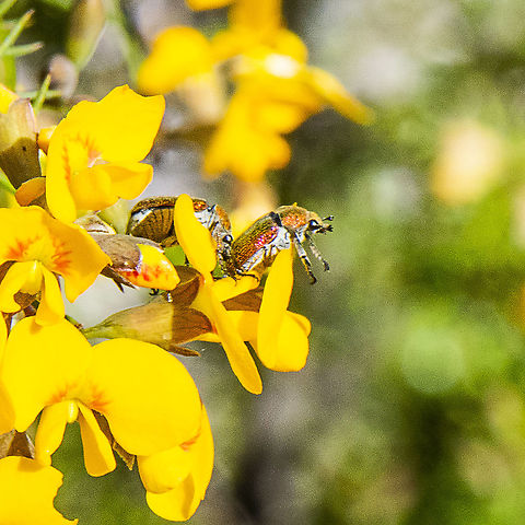 Diphucephala tarsalis  Australia,Geotagged,Golden Stag Beetle,Lamprima aurata,Spring