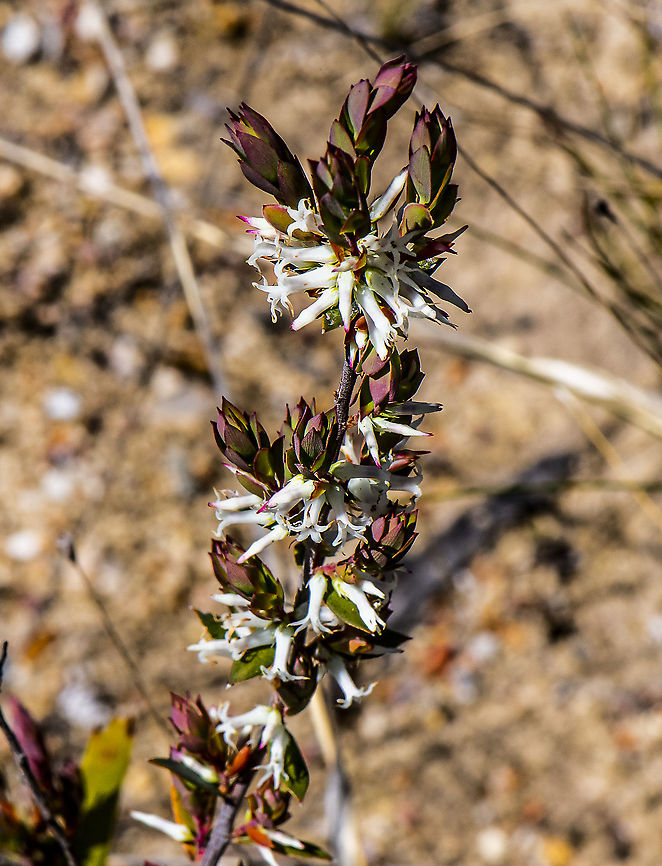 Brachyloma daphnoides  Australia,Brachyloma daphnoides,Geotagged,Spring