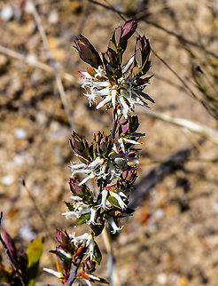 Brachyloma daphnoides  Australia,Brachyloma daphnoides,Geotagged,Spring