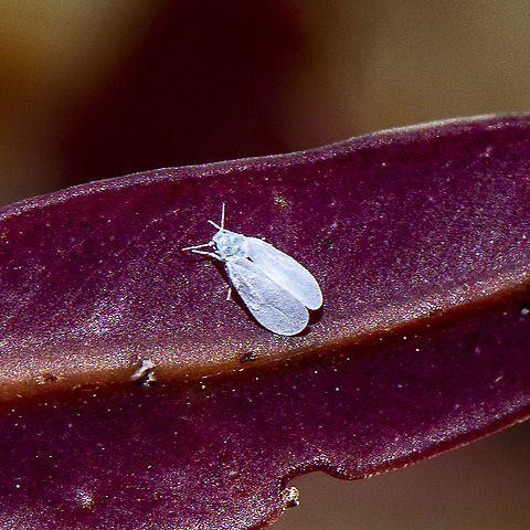 Aleyrodidae sp. - Whitefly  Australia,Geotagged,Greenhouse whitefly,Spring,Trialeurodes vaporariorum
