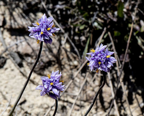 Complementary Colours - Sowerbaea Juncea- Vanilla or Rush Lily  Australia,Geotagged,Rush Lily,Sowerbaea juncea,Spring