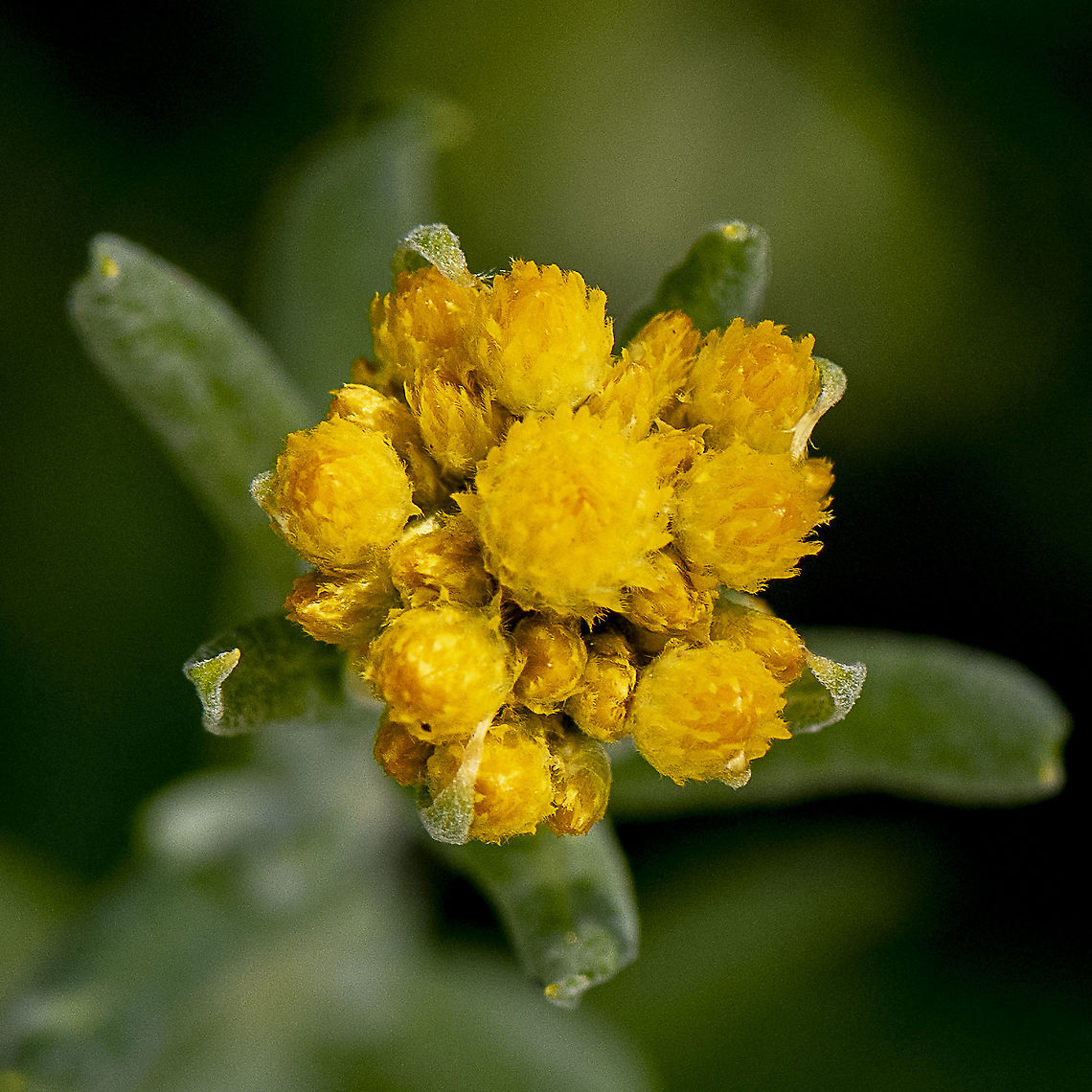 Multi-headed gold  Australia,Geotagged,Helichrysum arenarium,Spring