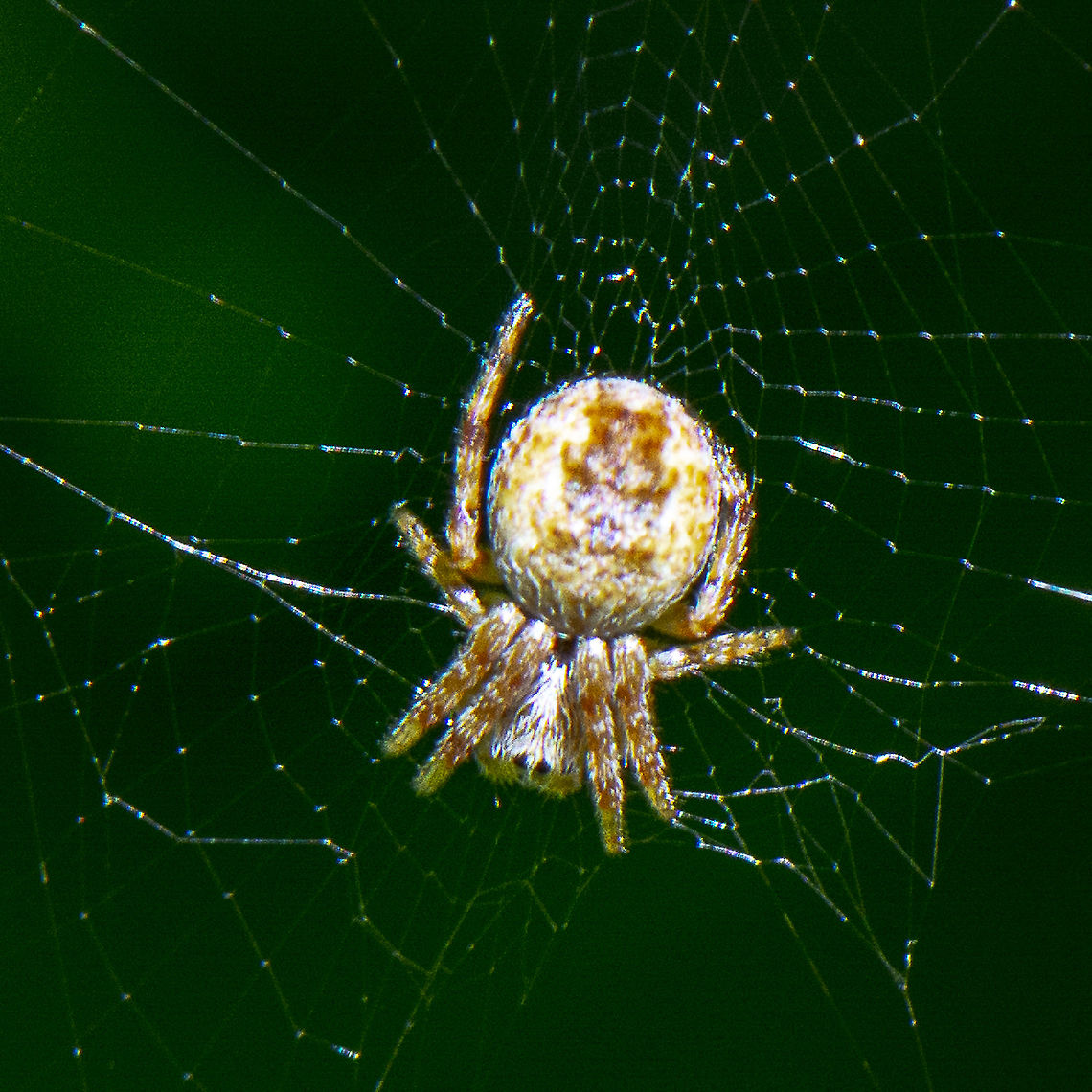 Tiny Arachnid - Salsa brisbanae  Australia,Brisbane Orb Weaver,Geotagged,Salsa brisbanae,Spring