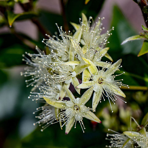 Backhousia Myrtifolia - Cinnamon Myrtle  Australia,Backhousia myrtifolia,Cinnamon myrtle,Geotagged,Spring