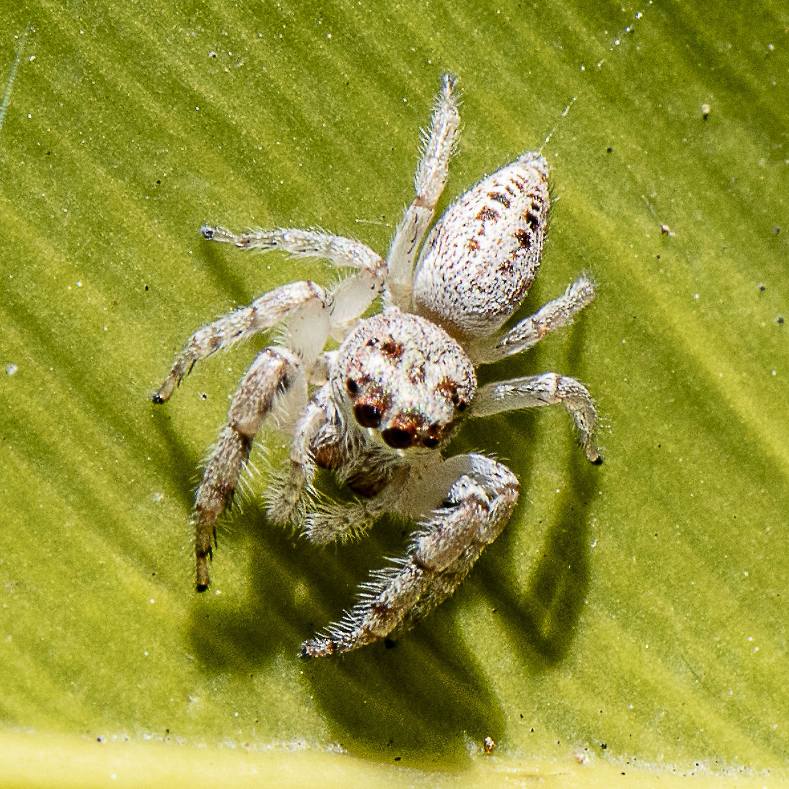 Jumping Spider - Opisthoncus parcedentatus  Australia,Garden jumping spider,Geotagged,Opisthoncus parcedentatus,Spring