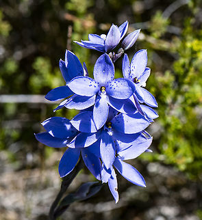 Spotted Sun Orchid  Australia,Geotagged,Spotted sun orchid,Spring,Thelymitra ixioides