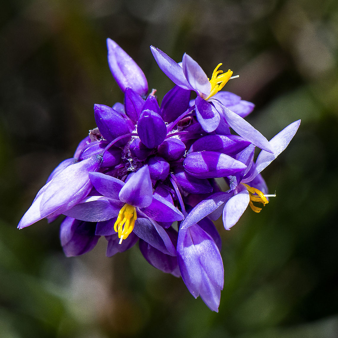 Rush Lily  Australia,Geotagged,Rush Lily,Sowerbaea juncea,Spring