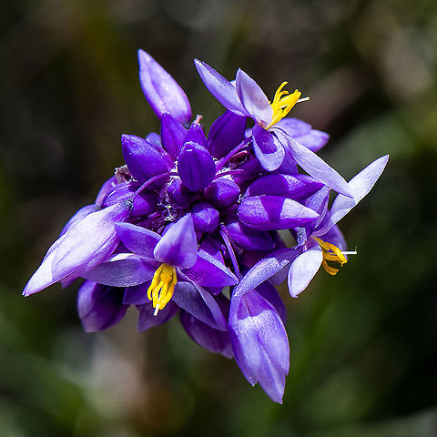 Rush Lily  Australia,Geotagged,Rush Lily,Sowerbaea juncea,Spring