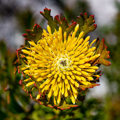 Isopogon anemonifolius - Broad-leaf Drumstick  Australia,Broad-leaved drumsticks,Geotagged,Isopogon anemonifolius,Spring