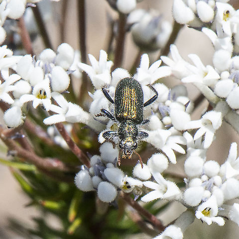 Alexander - Eleale aspera or Eleale robusta https://canberra.naturemapr.org/sightings/4243182 Australia,Diphucephala colaspidoides,Ecnolagria aurofasciata,Eleale lepida,Geotagged,Spring