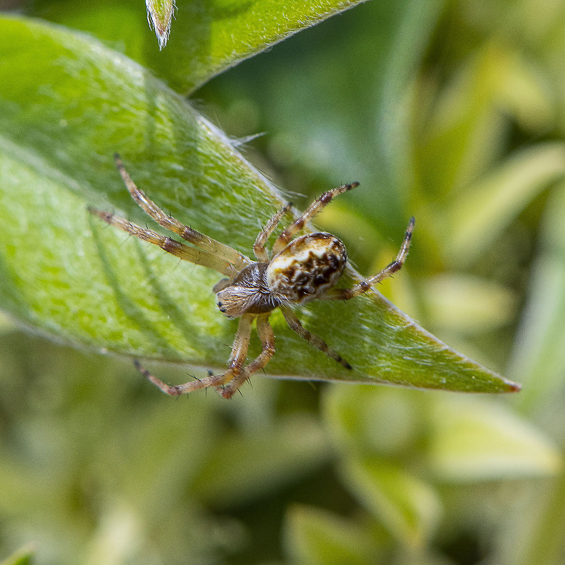 Juvenile Orb Spider  Australia,Geotagged,Spring