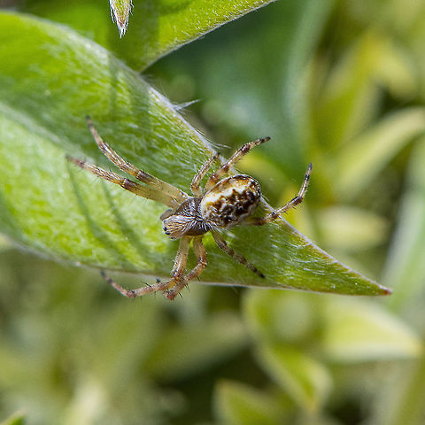 Juvenile Orb Spider  Australia,Geotagged,Spring