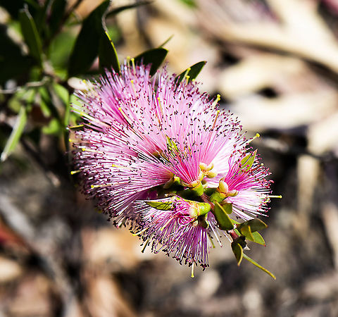 Callistemon Citrinus .... cultivar Pink Alma Just thought it was a good looking bottle brush Australia,Callistemon citrinus,Crimson Bottlebrush,Geotagged,Spring