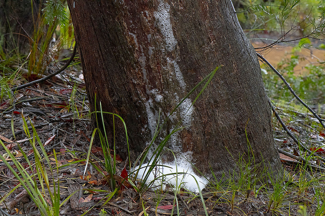 Tree respiration Those suds washing down the trunk of this tree ... isn&rsquo;t soap, detergent or fire retardant but a combination of milky sap, carbon and water &lsquo;expelled&rsquo; by the tree as part of its natural respiration process.<br />
<br />
This phenomenon occurs in certain species of eucalypt when it rains heavily after a period of prolonged drought. Australia,Geotagged,Spring