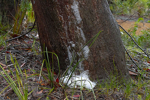 Tree respiration Those suds washing down the trunk of this tree ... isn&rsquo;t soap, detergent or fire retardant but a combination of milky sap, carbon and water &lsquo;expelled&rsquo; by the tree as part of its natural respiration process.

This phenomenon occurs in certain species of eucalypt when it rains heavily after a period of prolonged drought. Australia,Geotagged,Spring