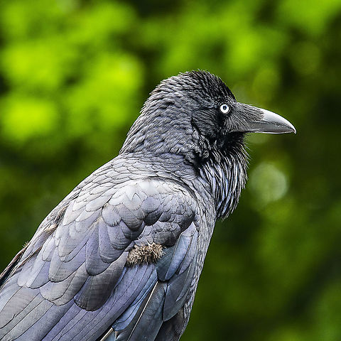 Eastern Raven I believe this is a juvenile looking at brown fledgling feather still apparent Australia,Australian raven,Corvus coronoides,Geotagged,Spring